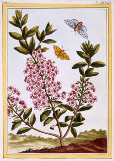 Sheep's Laurel (Kalmia augustifolia), pub. 1776. Creator: Pierre Joseph Buchoz (1731-1807).