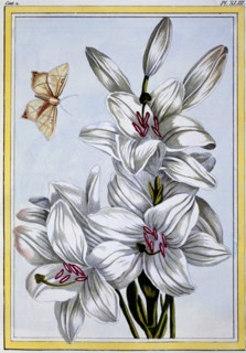 The Great White Lily, pub. 1776. Creator: Pierre Joseph Buchoz (1731-1807).
