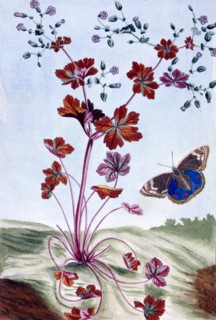 Glossy Cranesbill,  pub. 1776. Creator: Pierre Joseph Buchoz (1731-1807).