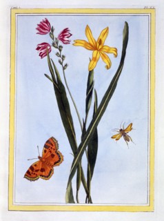 South American Ixia,  pub. 1776. Creator: Pierre Joseph Buchoz (1731-1807).