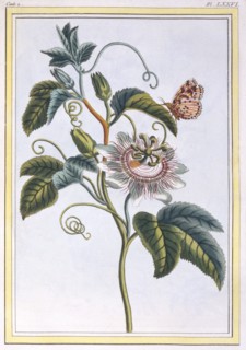 La Grenadille ou Le Maracot, pub. 1776. Creator: Pierre Joseph Buchoz (1731-1807).