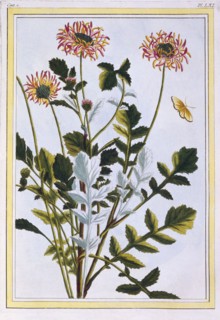 Ethiopian Arctotis (African Daisy),  pub. 1776. Creator: Pierre Joseph Buchoz (1731-1807).