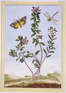Le Petit arbousier des Aples (Mountain heather),  pub. 1776. Creator: Pierre Joseph Buchoz (1731-1807).