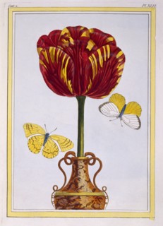 Tulip 'Le Drap d'Or,  pub. 1776. Creator: Pierre Joseph Buchoz (1731-1807).