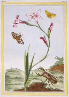 L'Ixia (flesh-coloured Ixia) and Stag Beetle,  pub. 1776. Creator: Pierre Joseph Buchoz (1731-1807).