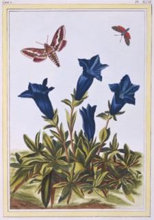Blue Gentian (Trumpet Flower),  pub. 1776. Creator: Pierre Joseph Buchoz (1731-1807).