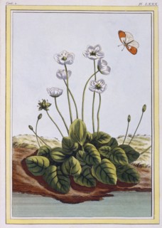 Chiendent de Parnasse (Grass of Parnassus),  pub. 1776. Creator: Pierre Joseph Buchoz (1731-1807).