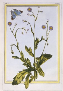 L'Erigeron de Philadelphie (Canadian Fleabane),  pub. 1776. Creator: Pierre Joseph Buchoz (1731-1807).