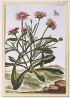 La Ficoide d'Afrique or Mesembryanthemum,  pub. 1776. Creator: Pierre Joseph Buchoz (1731-1807).