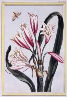Long Leaved Amaryllis,  pub. 1776. Creator: Pierre Joseph Buchoz (1731-1807).