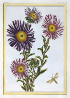 La Reine Marguerite (Aster),  pub. 1776. Creator: Pierre Joseph Buchoz (1731-1807).