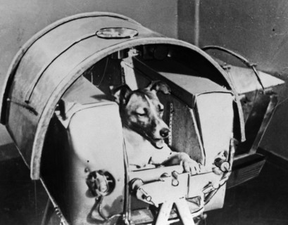 Laika, Russian cosmonaut dog, 1957. Artist: Unknown