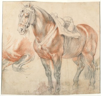 Saddled Horse, c. 1616-1618. Artist: Rubens, Pieter Paul (1577-1640)