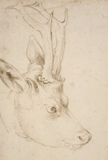 Head of a Roebuck, 1503. Artist: Dürer, Albrecht (1471-1528)