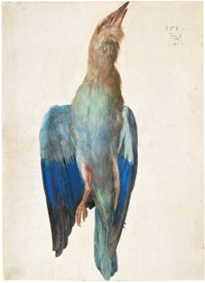 Dead Blue Roller, 1500 (or 1512). Artist: Dürer, Albrecht (1471-1528)