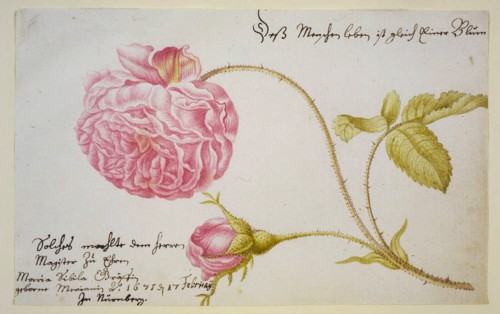 Album sheet with a rose, 1675. Artist: Merian, Maria Sibylla (1647-1717)