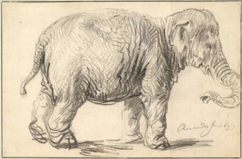 An Elephant, 1637. Artist: Rembrandt van Rhijn (1606-1669)