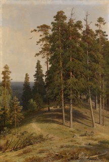 The Pine Forest, 1895. Artist: Shishkin, Ivan Ivanovich (1832-1898)
