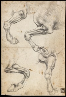 Studies of Horse's Leg. Artist: Leonardo da Vinci (1452-1519)