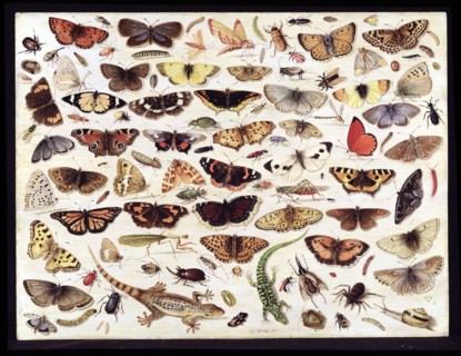 Study of butterflies and other insects. Artist: Kessel, Jan van, the Elder (1626-1679)