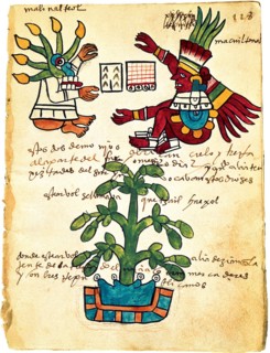 Cacao tree from the Codex Tudela, 1553. Artist: Pre-Columbian art