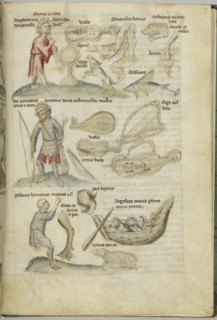 Liber Astrologiae.