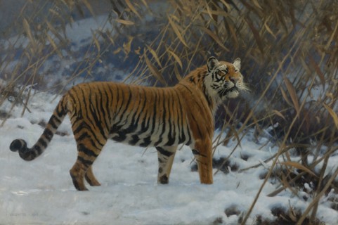 A tiger in the snow.