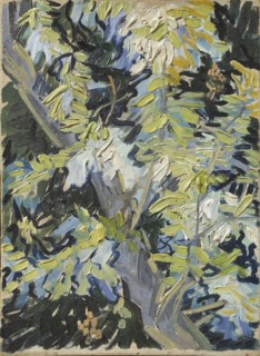 Acacia Flowering.