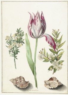 Tulip, two branches of myrtle and two shells, um 1700.