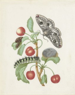 Transformation of the Night Peacock Eye, 1679.