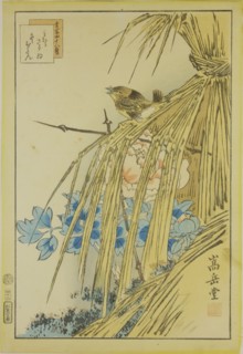 Winter Wren and WInter Peony, from the series Forty-eight Hawks Drawn from Life, 1859.