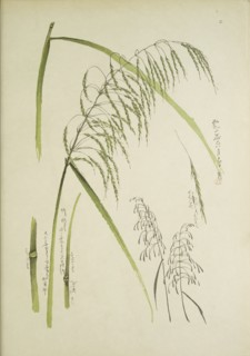 Study of grass. From: Le Japon Artistique. Documents d'art et d'industrie réunis, May 1888, 1845.