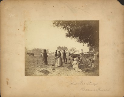 Slaves working in the sweet potato fields on the Hopkinson plantation, 1862.