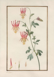 Canadian columbine (Aquilegia canadensis).