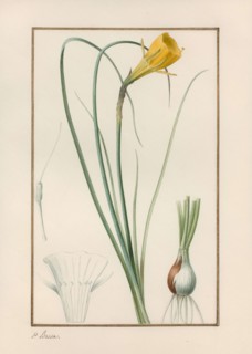 Petticoat daffodil (Narcissus bulbocodium).