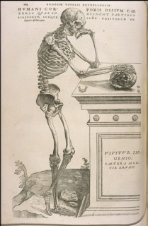 Illustration from De humani corporis fabrica by Andreas Vesalius, ca 1543.