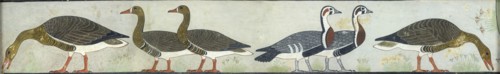 Copy of wall painting from Mastaba of Itet, Medum (IV, 93-94) geese, 20th century. Artist: Anna (Nina) Macpherson Davies.