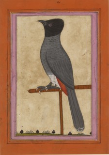 Red-vented Bulbul, early 19th century. Artist: Unknown.