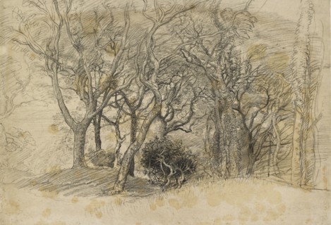 Study of Trees, Clovelly Park, 1834. Artist: Samuel Palmer.