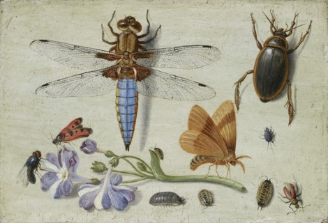 A Cockchafer, Beetle, Woodlice and other Insects, with a Sprig of Auricula, early 1650s. Artist: Jan van Kessel.