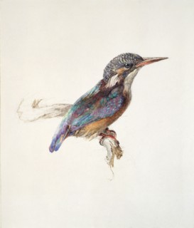Study of a Kingfisher, with dominant Reference to Colour, probably October 1871. Artist: John Ruskin.