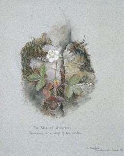 A Wild Strawberry Plant, 5-6 June 1873. Artist: John Ruskin.