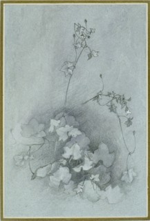 Ivy-Leaved Toadflax ('Oxford Ivy'), 1852. Artist: John Ruskin.