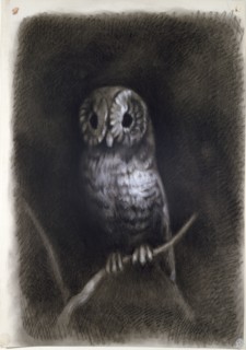 Owl, copied from a Photograph of Mantegna's Fresco, 1872 or earlier. Artist: Arthur Burgess.