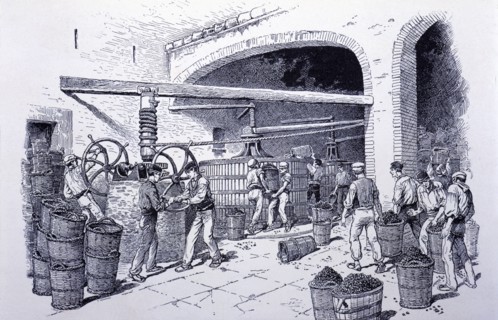 Detail of hand-presses at a winery, engraving, 1900.