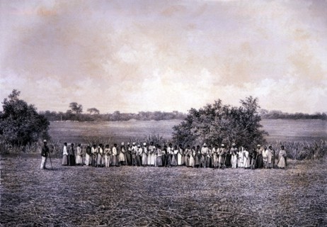 Black slaves working in the sugar harvest, lithograph.