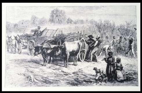 Harvesting sugar cane in a Louisiana plantation, engraving.