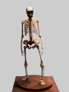 Complete Skeleton of the Talteüll Man, Homo Erectus type. 75 human remains discovered in 197, att?