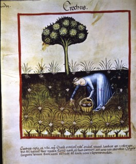 Collection of saffron, miniature in the 'Tacuinum sanitatis', illuminated manuscript of the late ?
