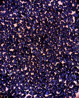 Charred wheat and barley grains, from the Cova de l'Or (Beniarres, Alicante).